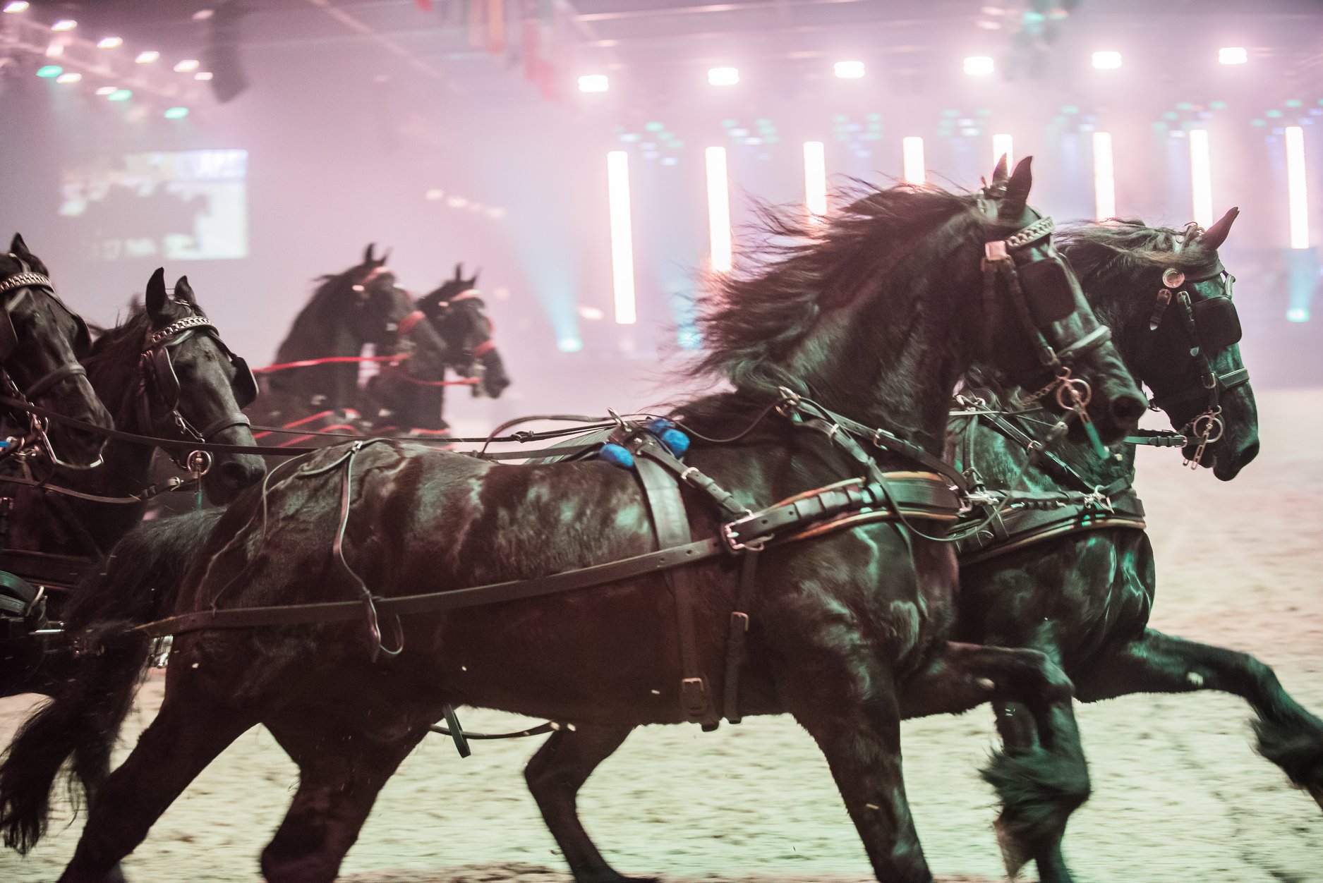 KFPS Friesian Horses